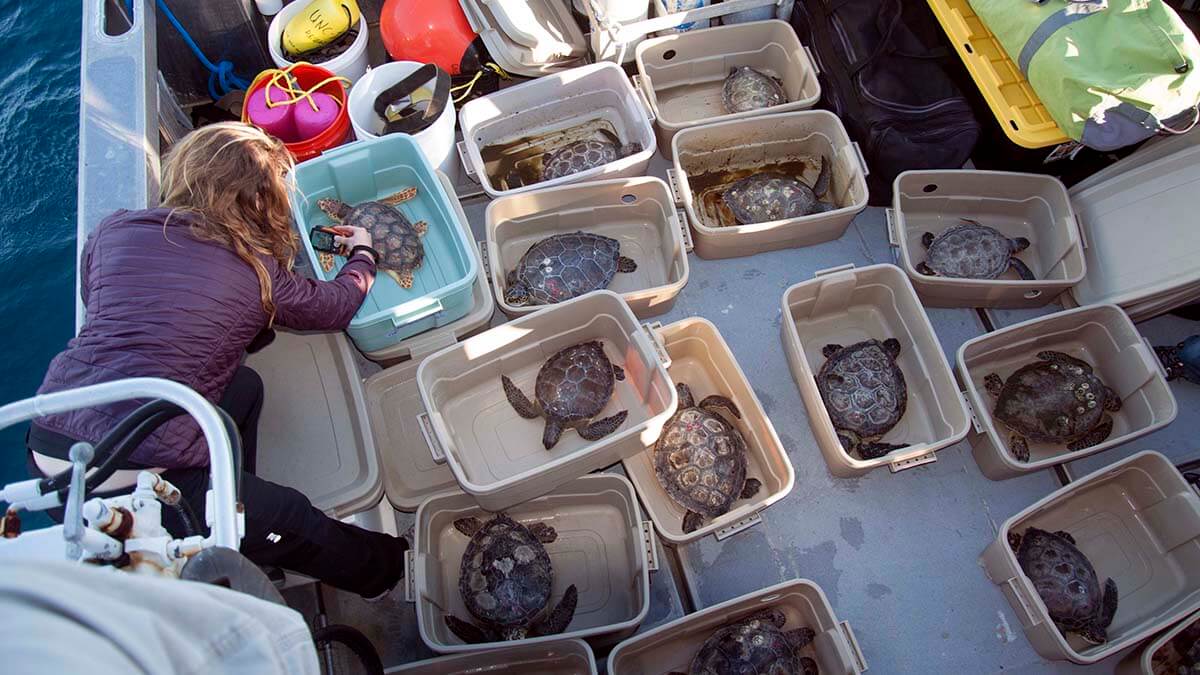 Sea turtles are transported on a boat.