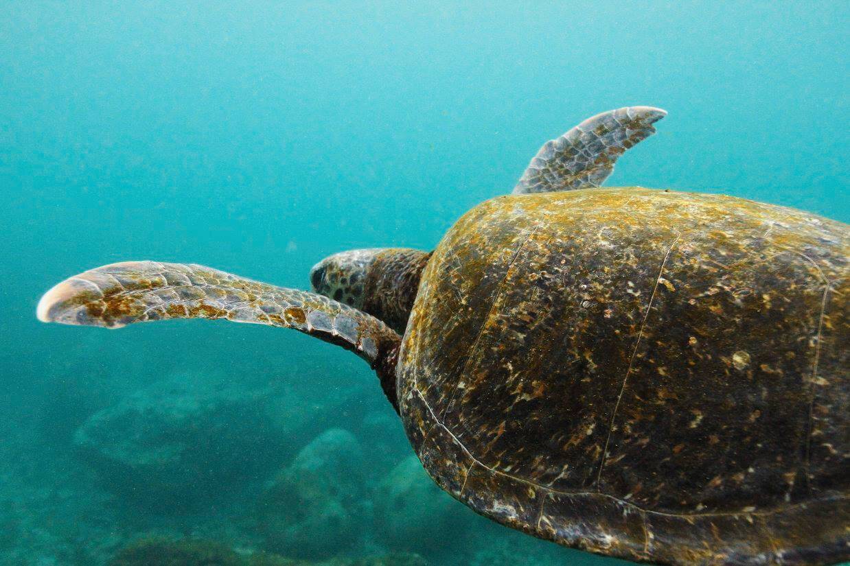 A seaturtle in the galapagos.