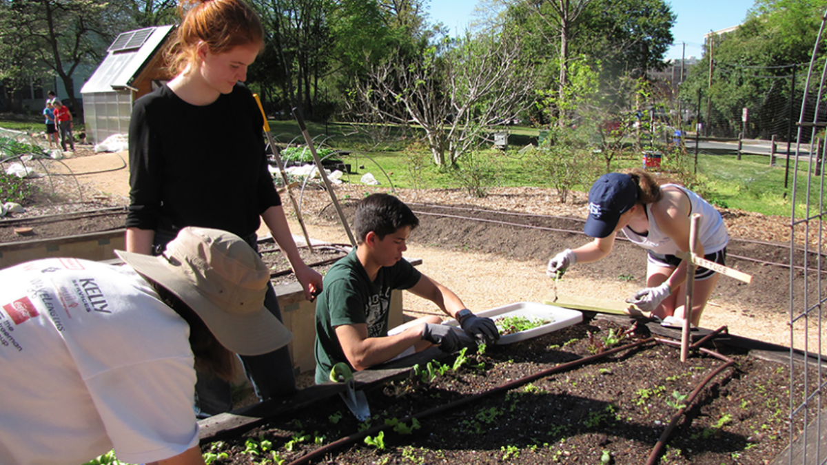 Students work in a garden.