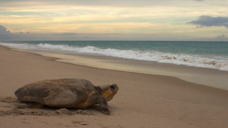 Loggerhead turtle on the beach.