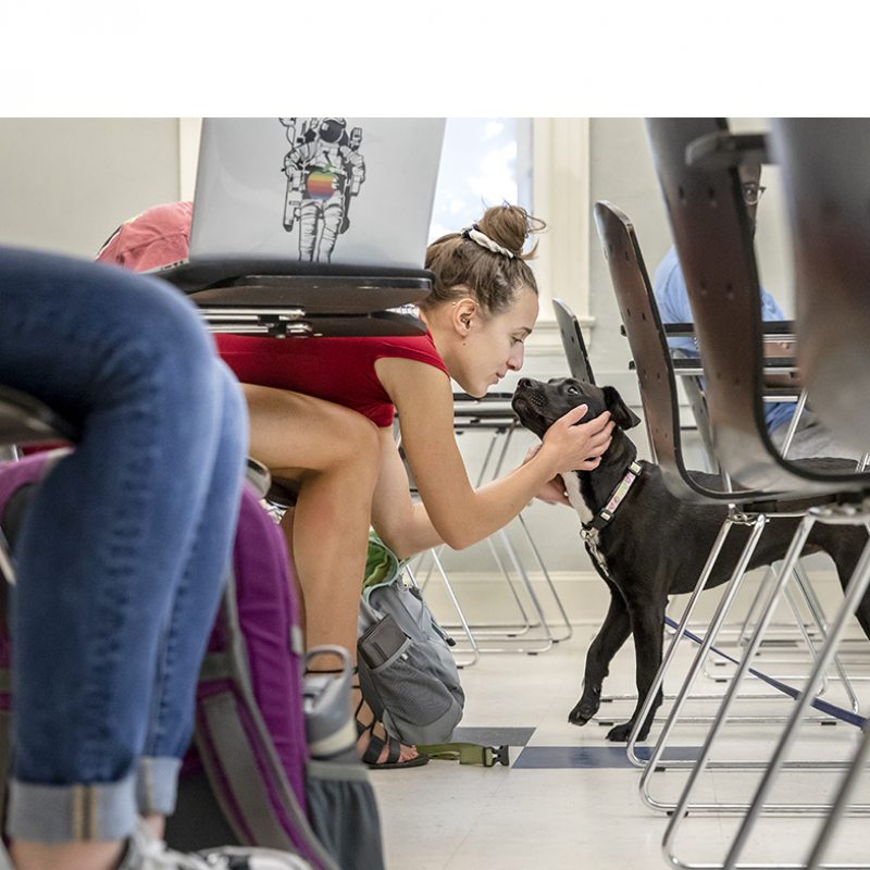 a student pets a dog in class.