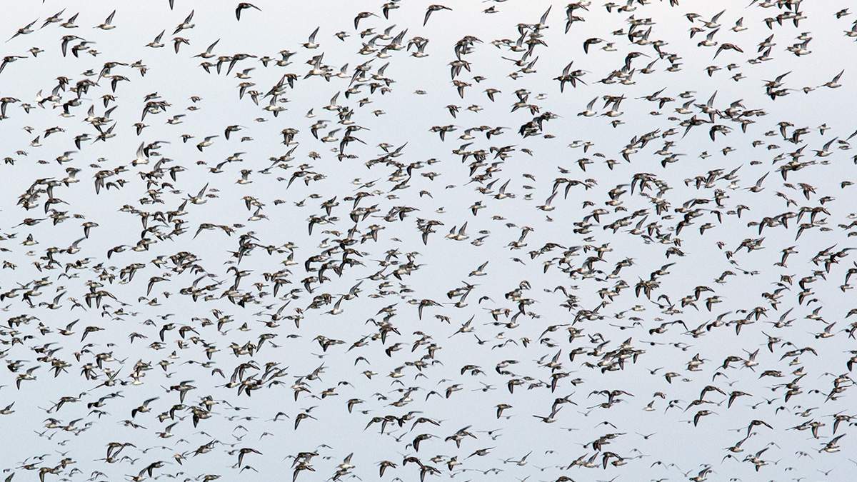 New research explores the mechanics of how birds flock