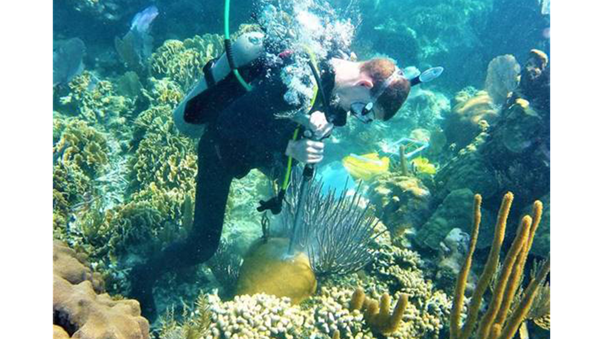 A man scuba dives near a reef.