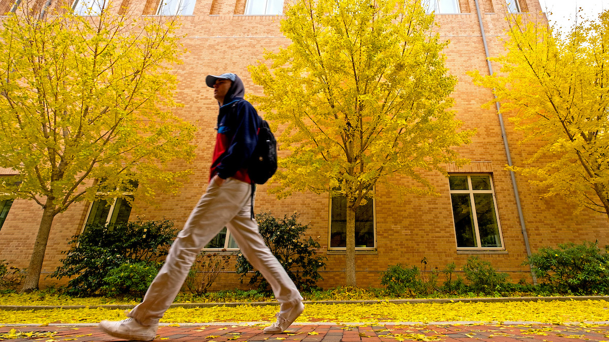 A student walks past a tree with yellow leaves