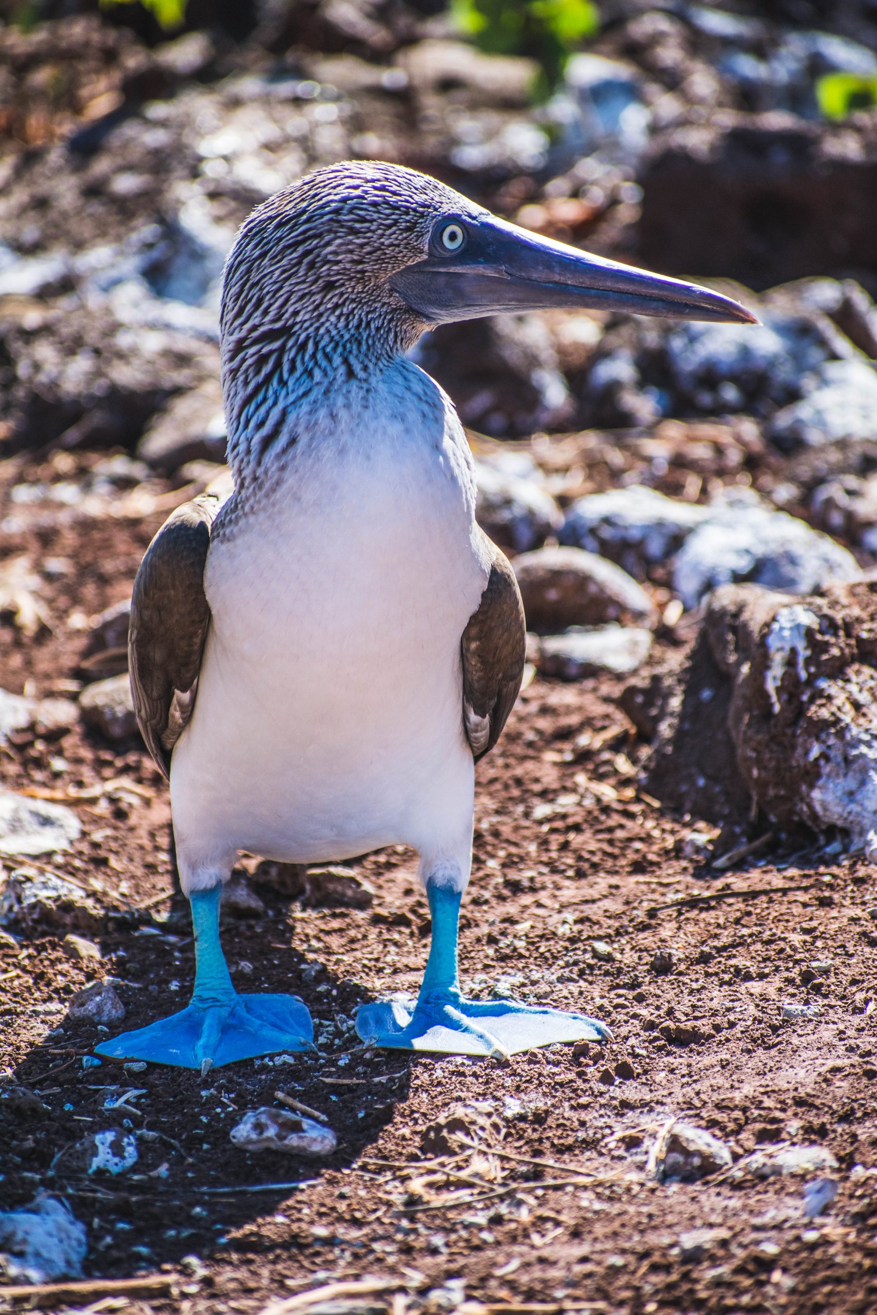 Blue footed booby - bird with blue feet, white chest, gray head, wings and beak.