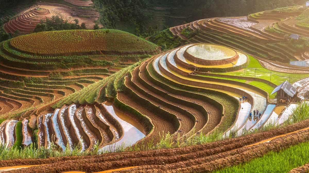 A field in Vietnam