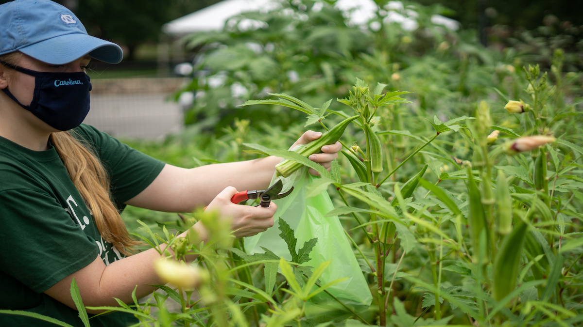 A Carolina student cuts a piece of okra from UNC's Edible Garden.