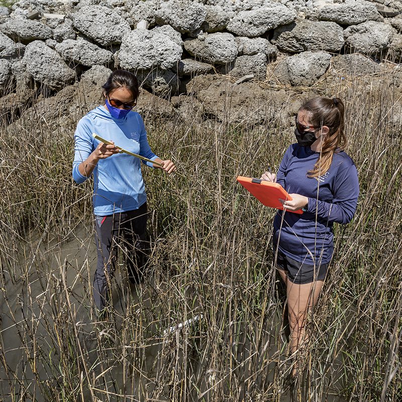 Two woman stand in high grass in a saltmarsh.