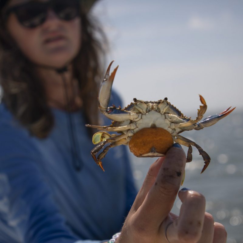 A woman holds a crab in her hands.