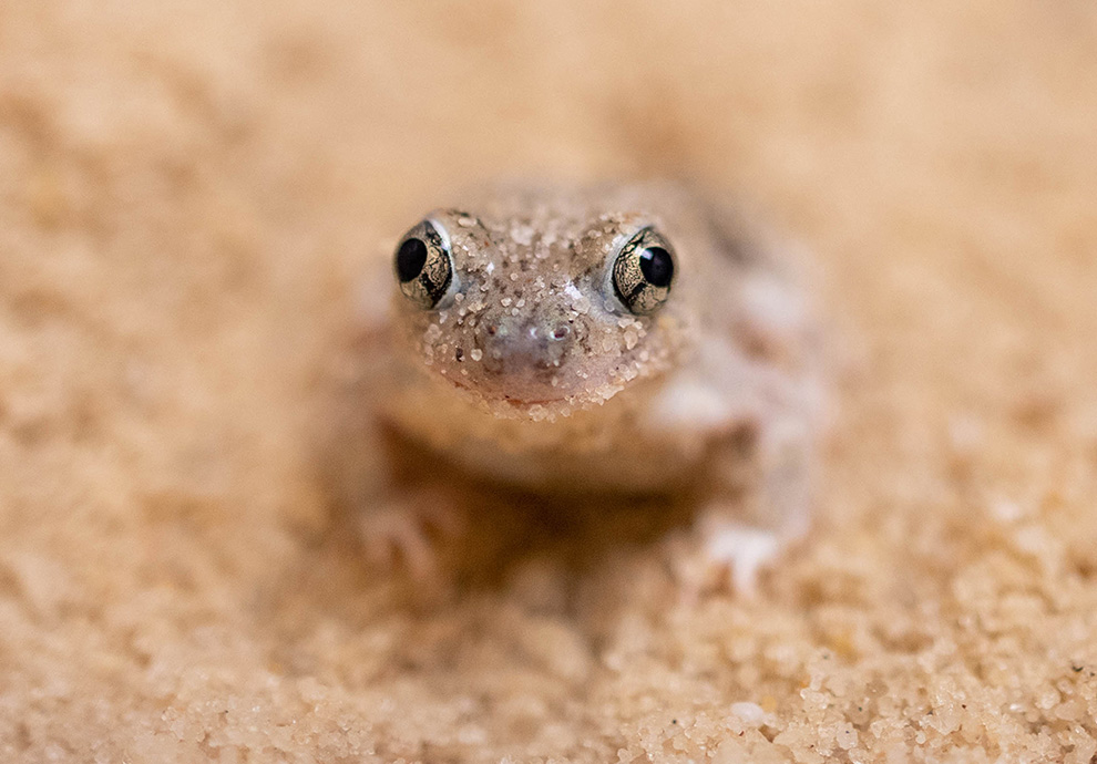 A spadefoot toad.