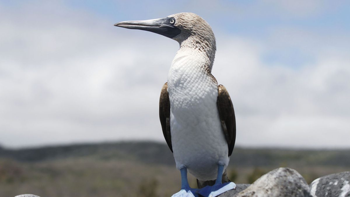 A blue-footed booby poses on a rock.