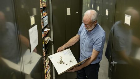 Weakley looks at one of the 800,000 species preserved in the file cabinets of the UNC Herbarium. (Johnny Andrews/UNC-Chapel Hill)