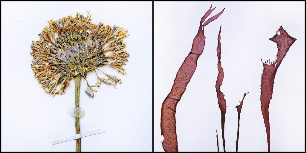 On the left: a preserved Marshallia legrandii attached to archival paper with non-acidic glue and a paper tag. On the right: Chondracanthus harveyanus, a type of red algae found off the coast of southern California. When the sample was collected Carol McCormick, the herbariums’ assistant curator, noticed the algae resembled a monster and dubbed it “Harvey,” the unofficial mascot of the herbarium. (Johnny Andrews/ UNC-Chapel Hill)