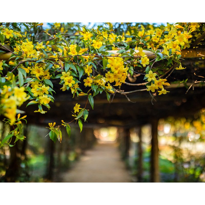 Yellow flowers on a structure in the arborteum.