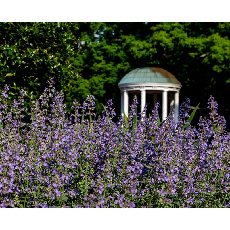 The Old Well with purple flowers in front of it.