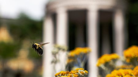 A bee flying by the Old Well.
