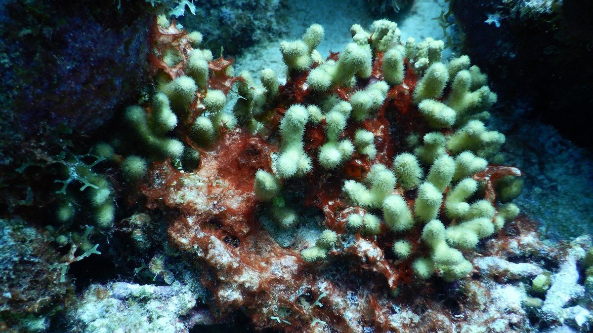 benthic cyanobacterial mat coral.