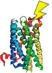 Site of the 5-HT2A serotonin receptor.