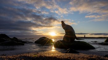 A sea lion in the sun.