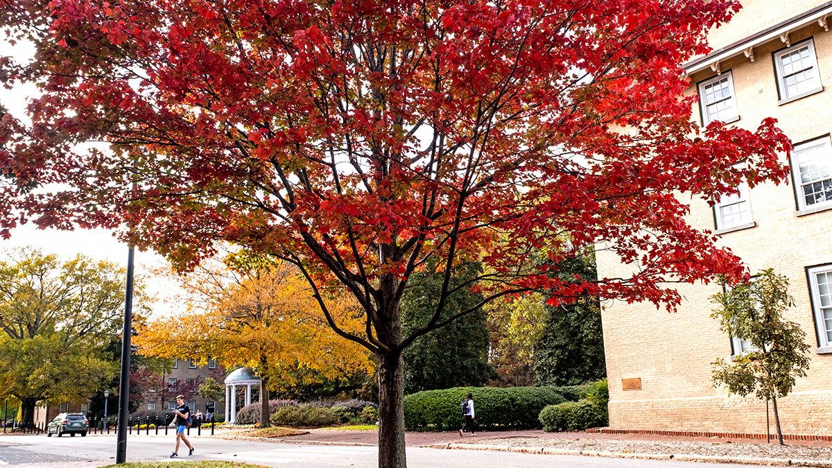 A tree with red leaves on campus.