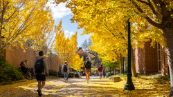 Students walking on campus in between yellow trees.