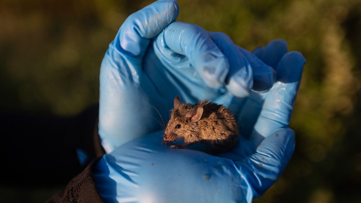 A small mouse in a person's hand.