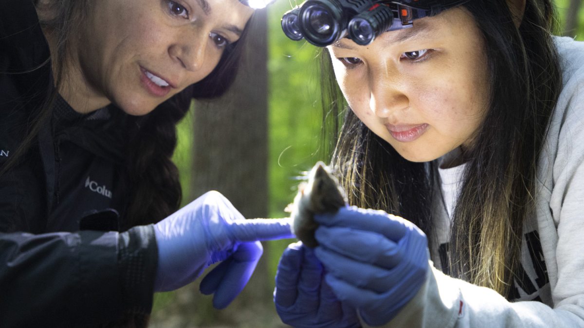 A student and professor wearing head lamps examine a mouse