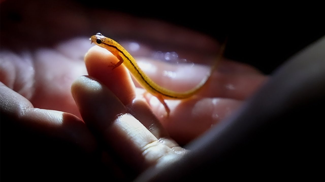 A hand holding a salamander
