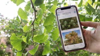 FloraQuest app being used in Coker Arboretum