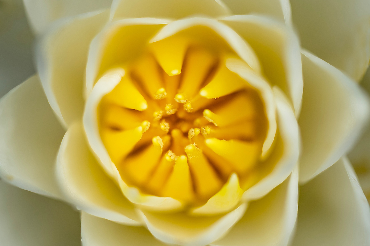 A yellow and white flower.
