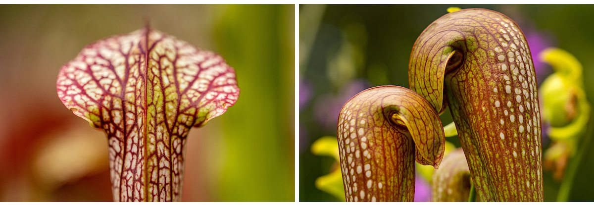 The side of a pitcher plant.