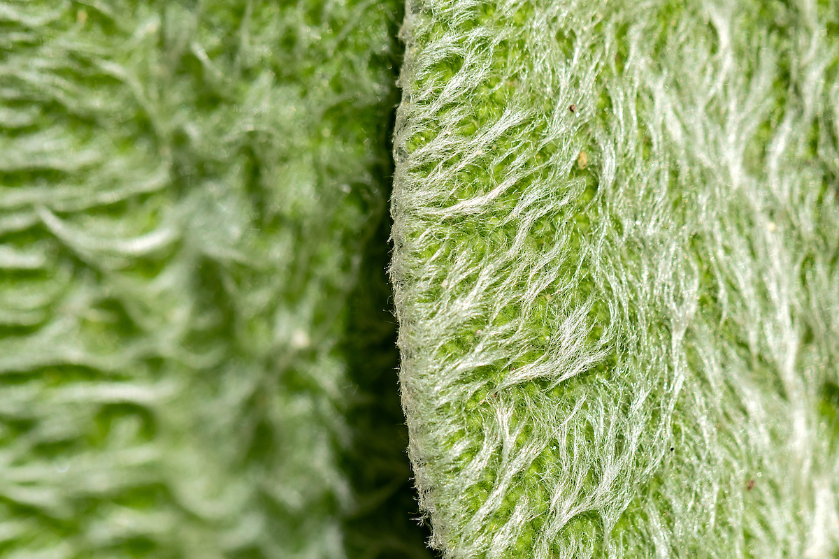 The green and white texture of a lamb's ear plant.