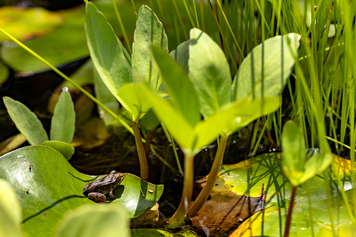 A frog standing on a lily pad.
