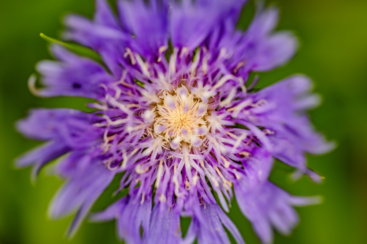 A purple flower from above.