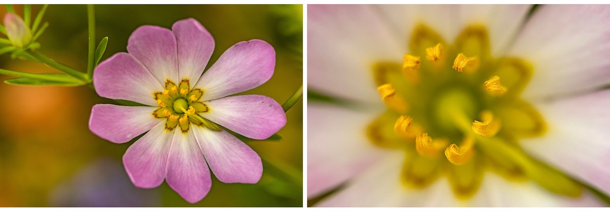 A pink flower from above and a close up of its petals.