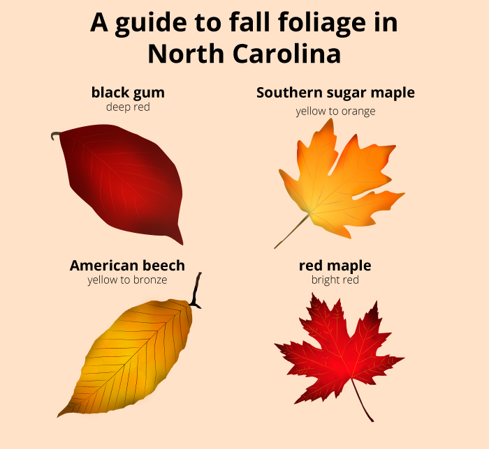 A guide to fall foliage in N.C. include deep red black gum leave, orange sugar maple leaves, bronze beech leaves and bright red maple.