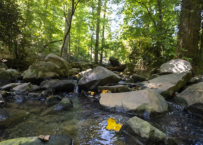Meeting of the Waters Creek flowing over boulders in a section of the Coker Pinetum.