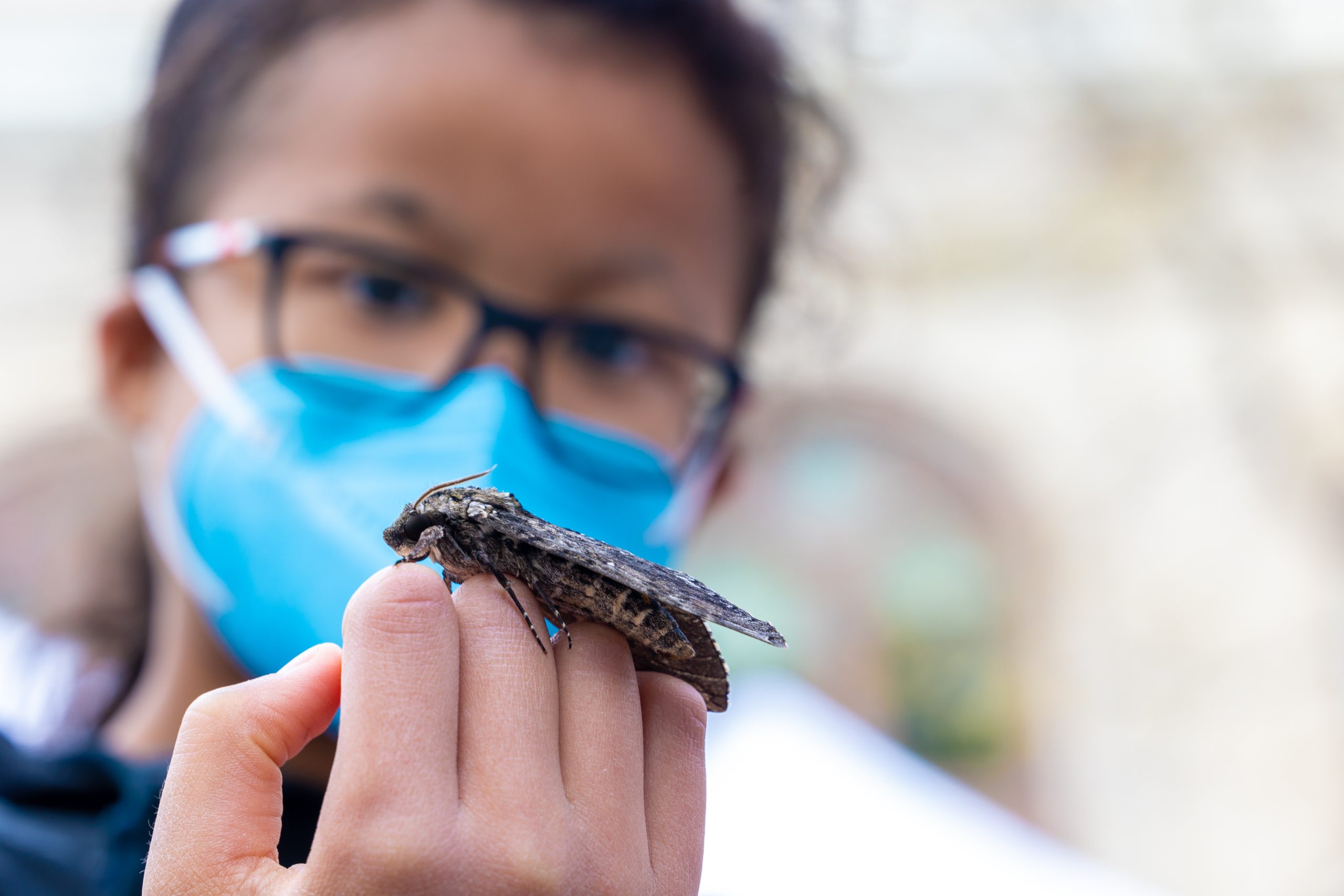 Young participant holds a hawkmoth
