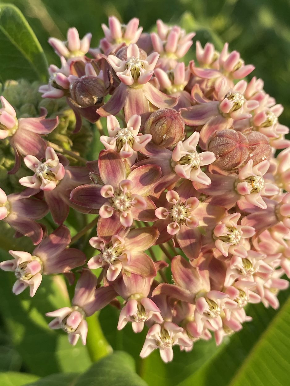 Common milkweed