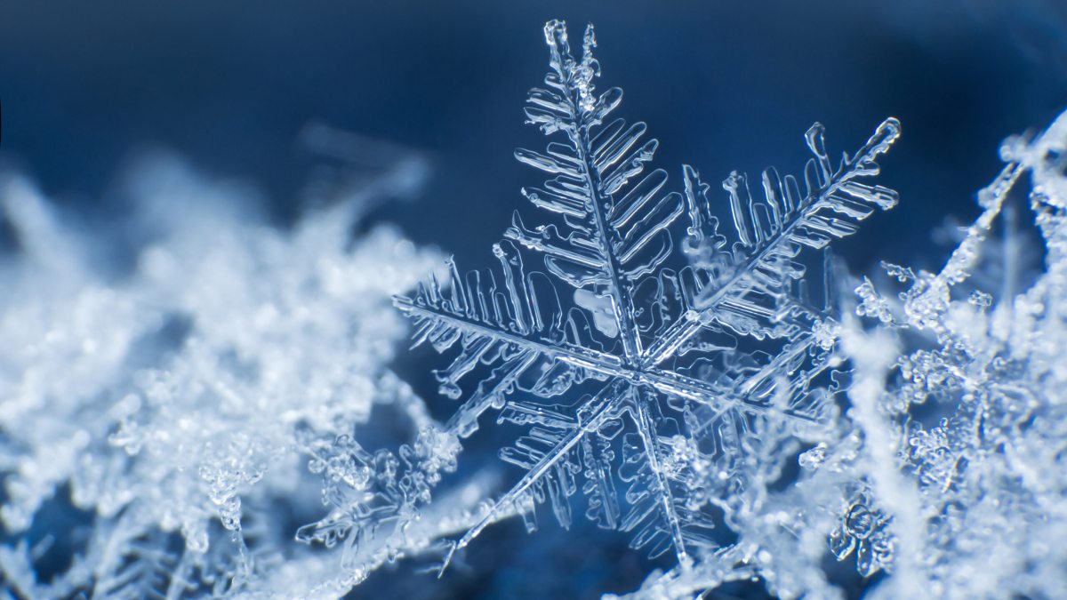 A single snowflake with its dendritic shapes sits nestled on top other snowflakes.