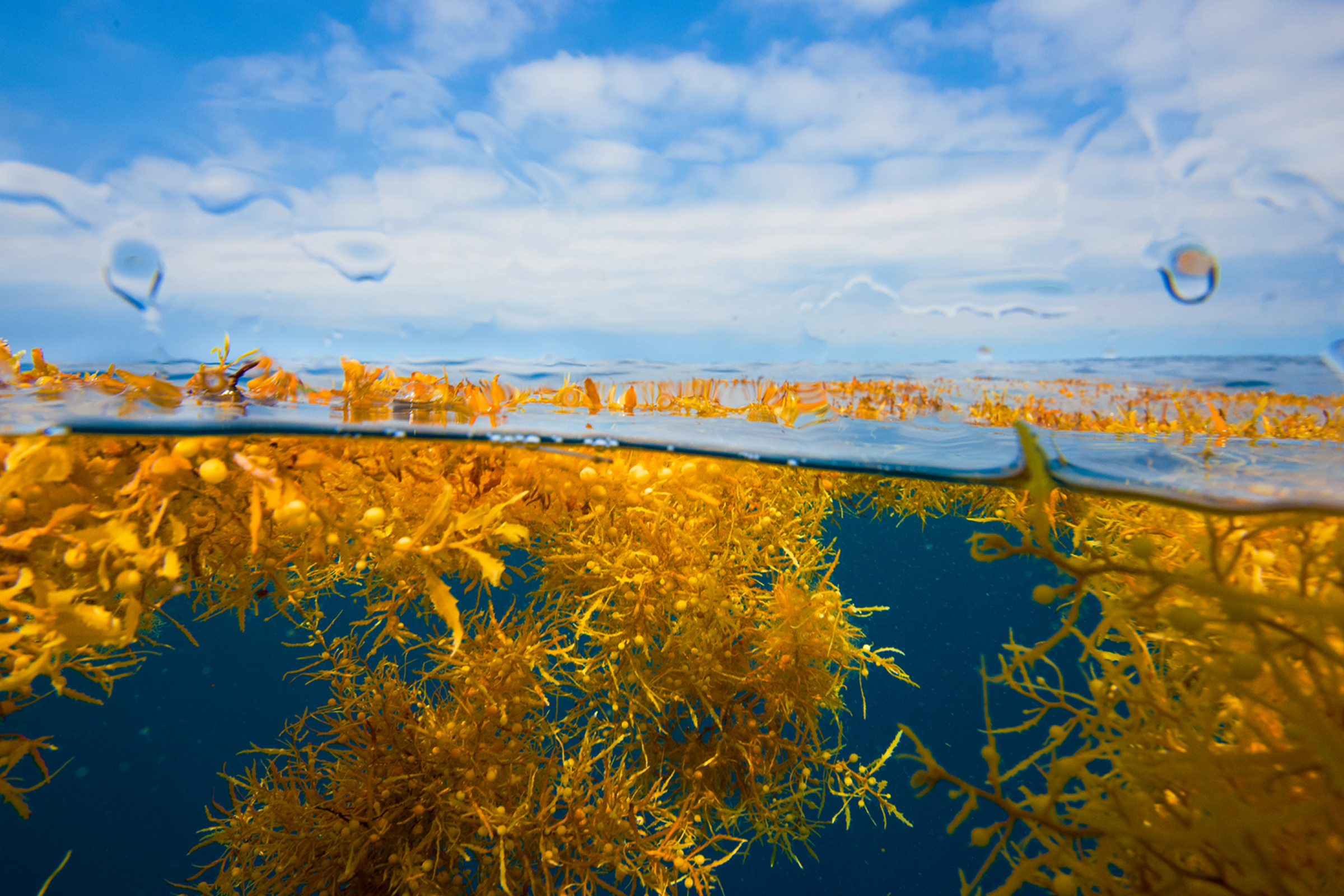 View of seaweed in the ocean, both above and below water. A blue sky with large, wide clouds is seen on the horizon.