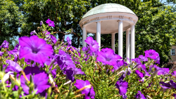 Old Well on the campus of UNC-Chapel Hill with purple flowers in the foreground.