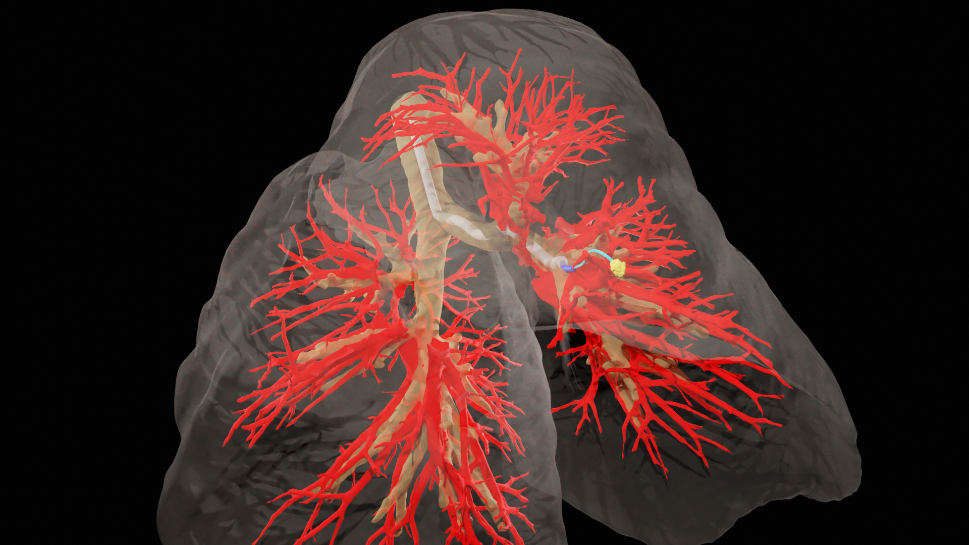 Animated human lungs over black background