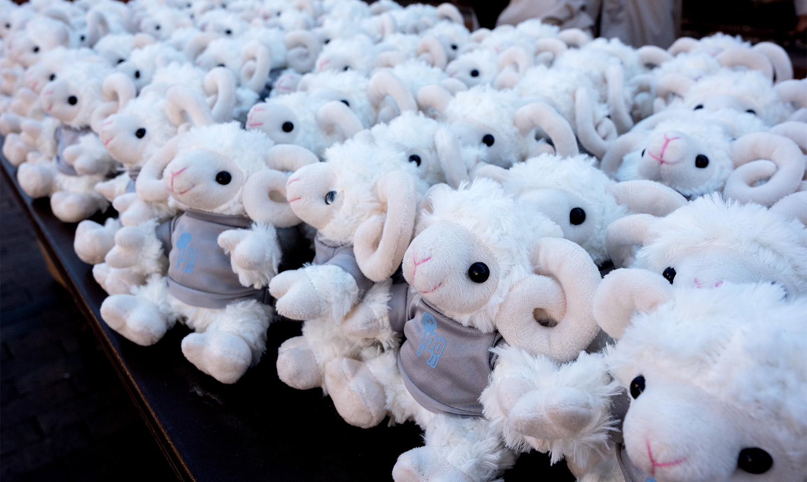 Rows of stuffed animals of Rameses, the mascot of UNC-Chapel Hill.
