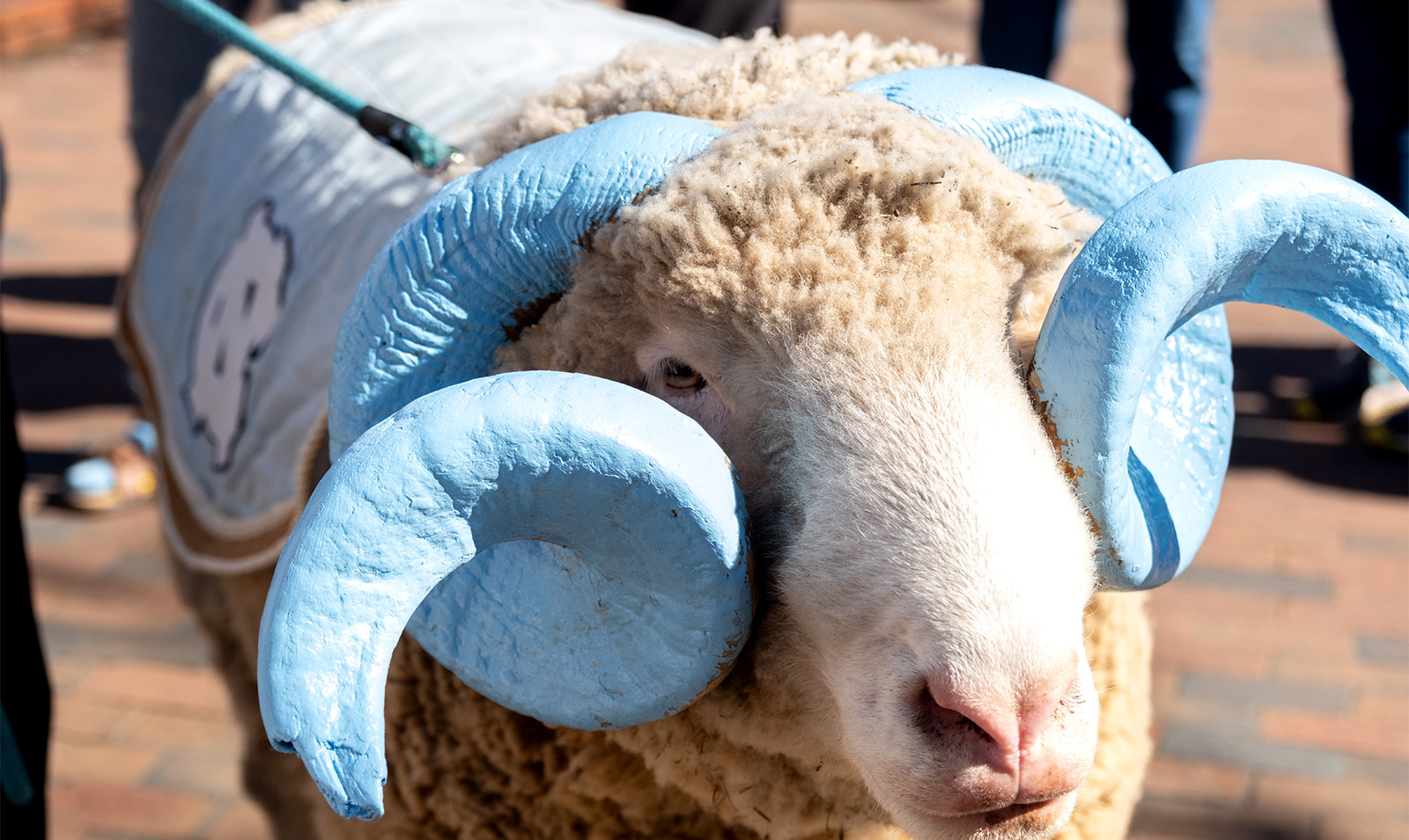 Close-up image of a live ram mascot, Rameses, on the campus of UNC-Chapel Hill.