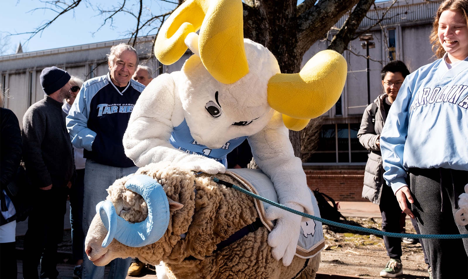 A Ram mascot, Rameses, petting a live Ram, also named Rameses, at the Pit on the campus of UNC-Chapel Hill.
