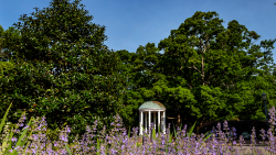 The Old Well behind purple flowers and beneath a blue sky.
