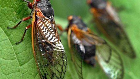 Three cicadas sit on a leaf.